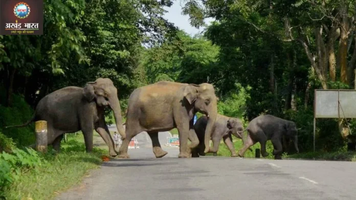 A group of elephants crossing the road (file photo) Katghora Forest Division