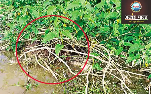 Carcass of baby elephant found in Hasdeo river बेबी एलीफेंट