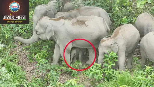 बेबी एलीफेंट