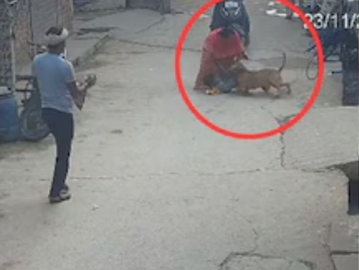 dog attacks children