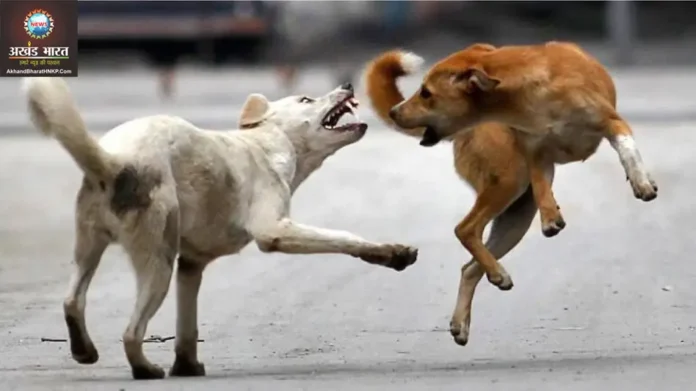 stray dogs छत्तीसगढ़