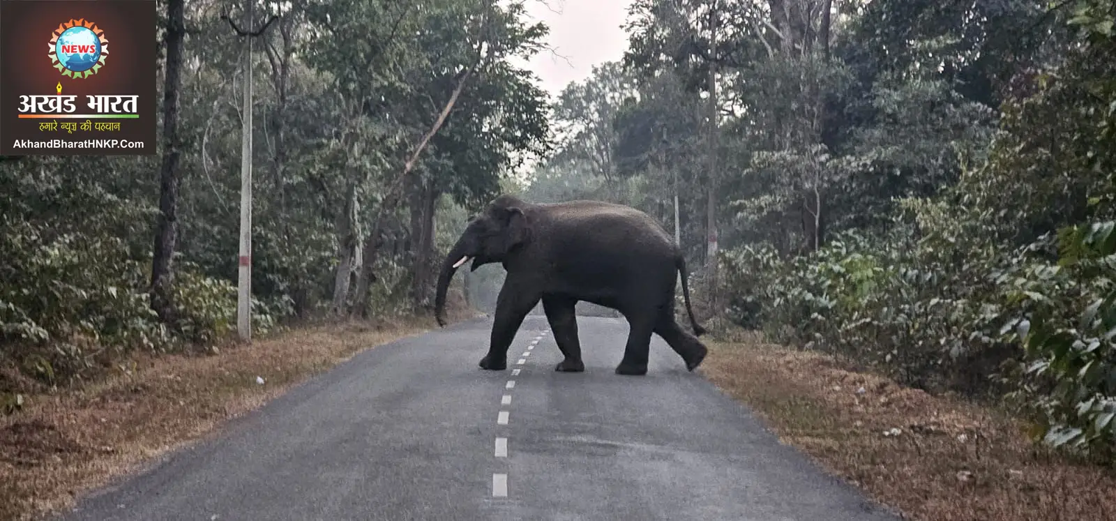 दंतैल का आतंक