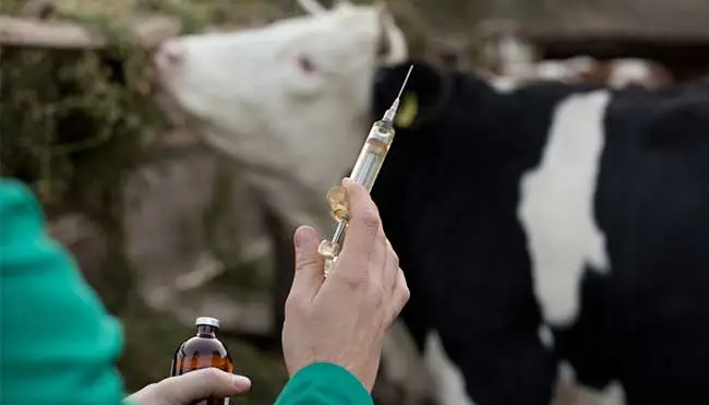 वेटरनरी ऑफिसर