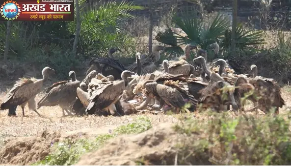 इंद्रावती टाइगर रिजर्व