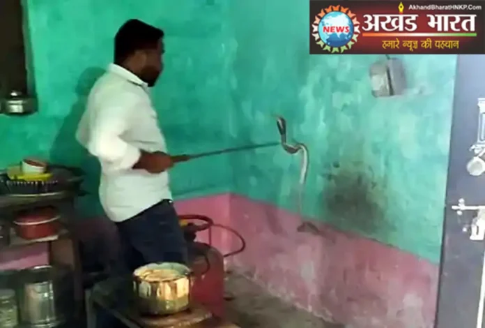The snake was sitting behind the gas cylinder in the kitchen कोरबा