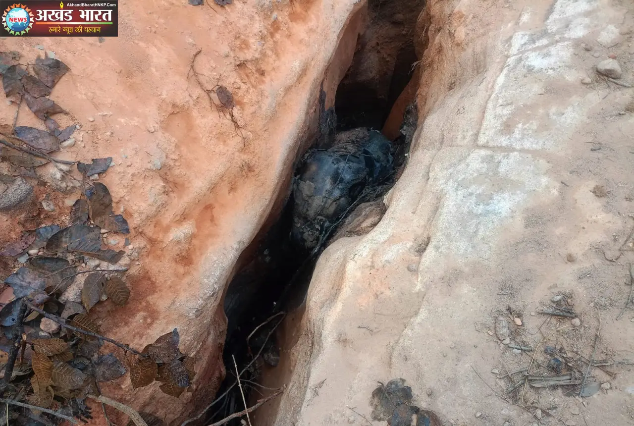 हाथी शावक