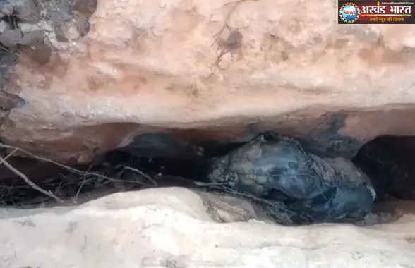 हाथी शावक