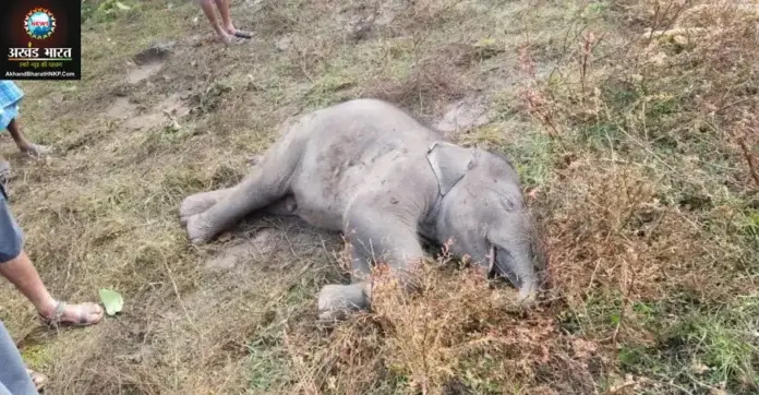 हाथी शावक