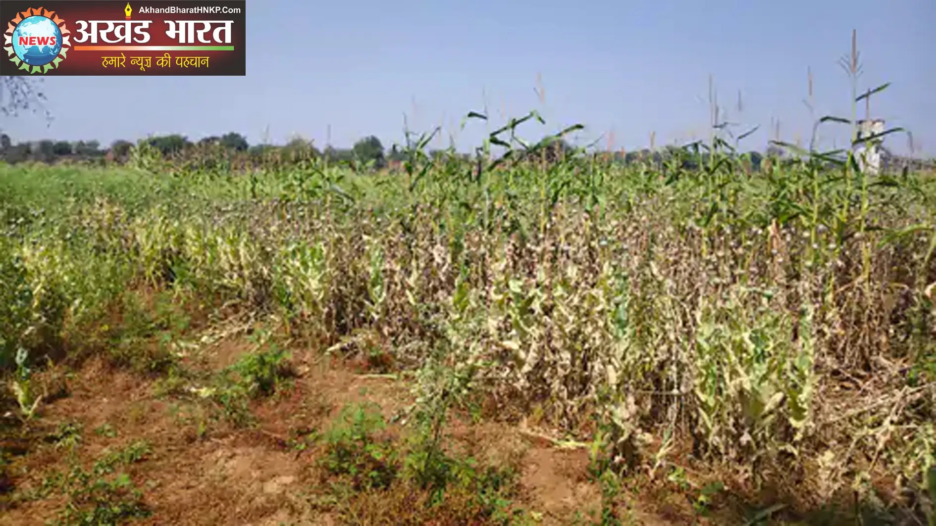 अफीम की खेती