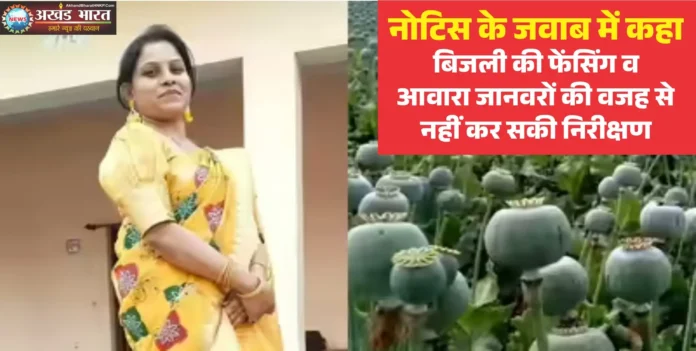 अफीम की खेती