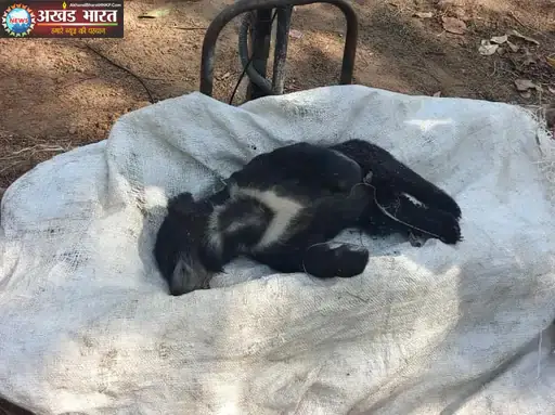 कटघोरा वन मंडल