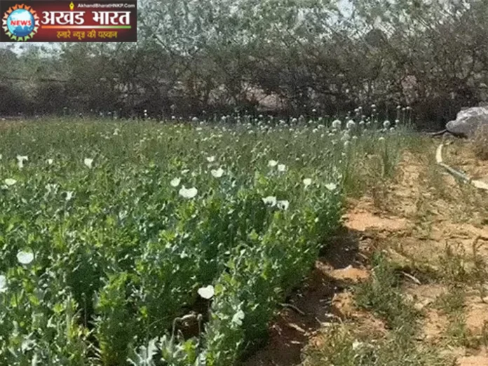 अफीम खेती