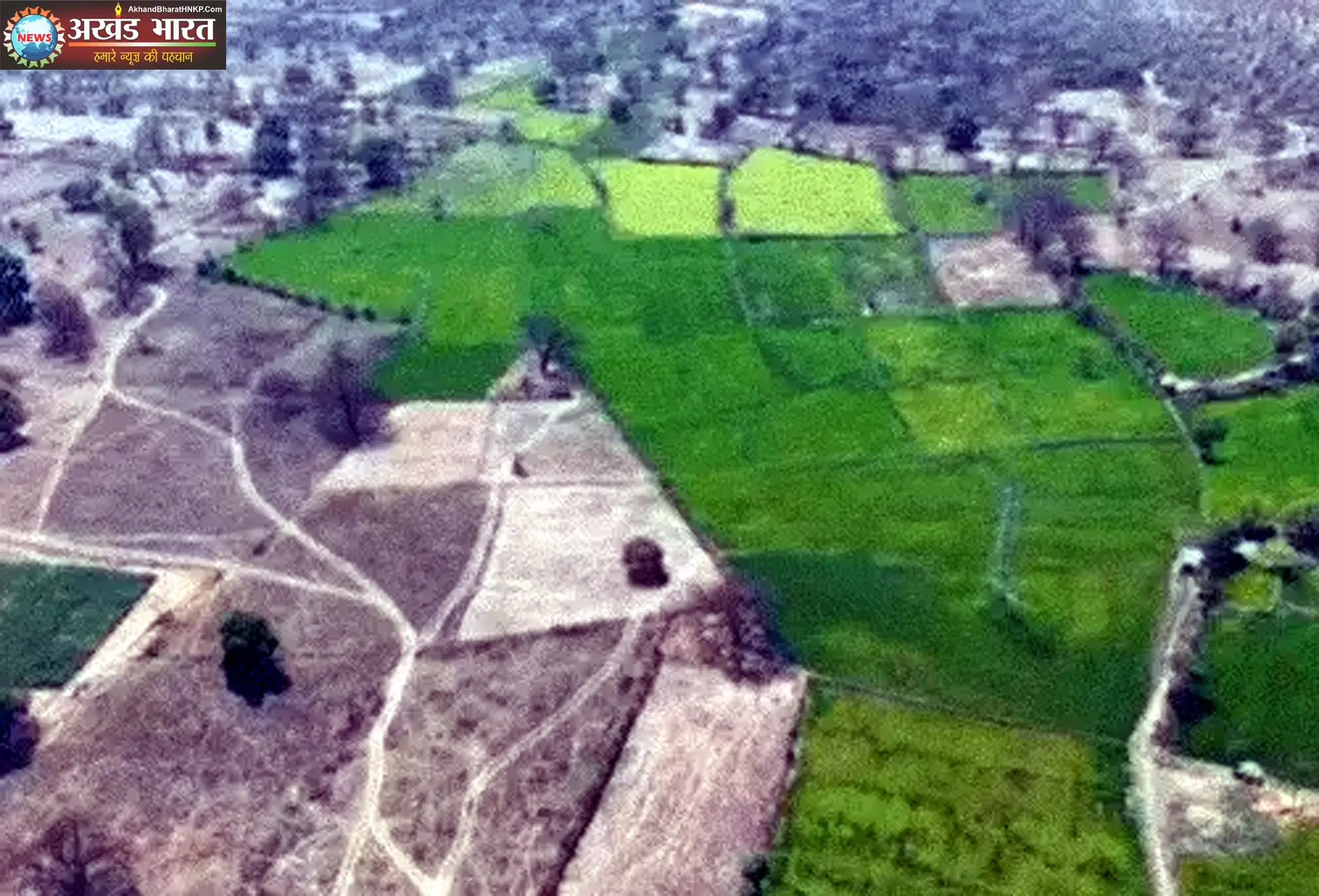 अफीम खेती