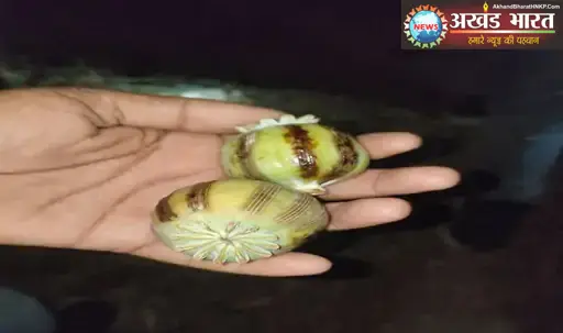 अफीम की खेती