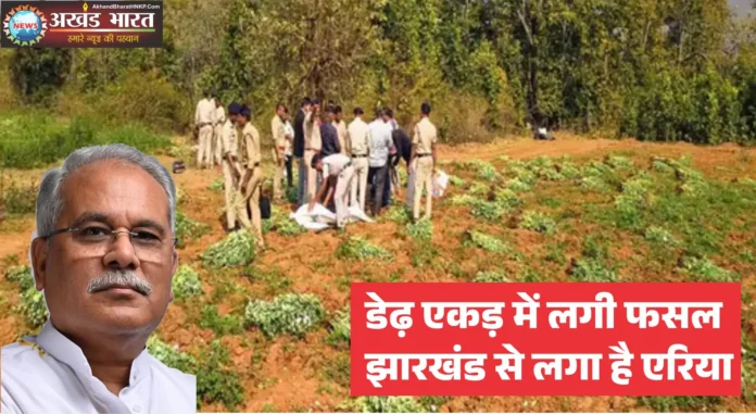 अफीम की खेती