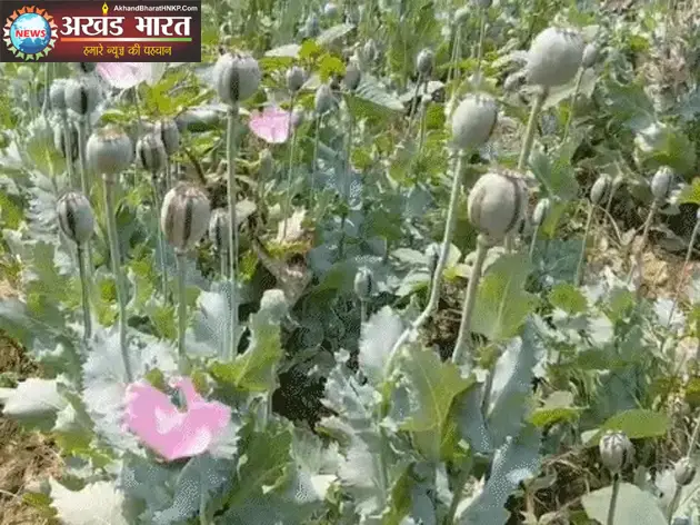 अफीम की खेती