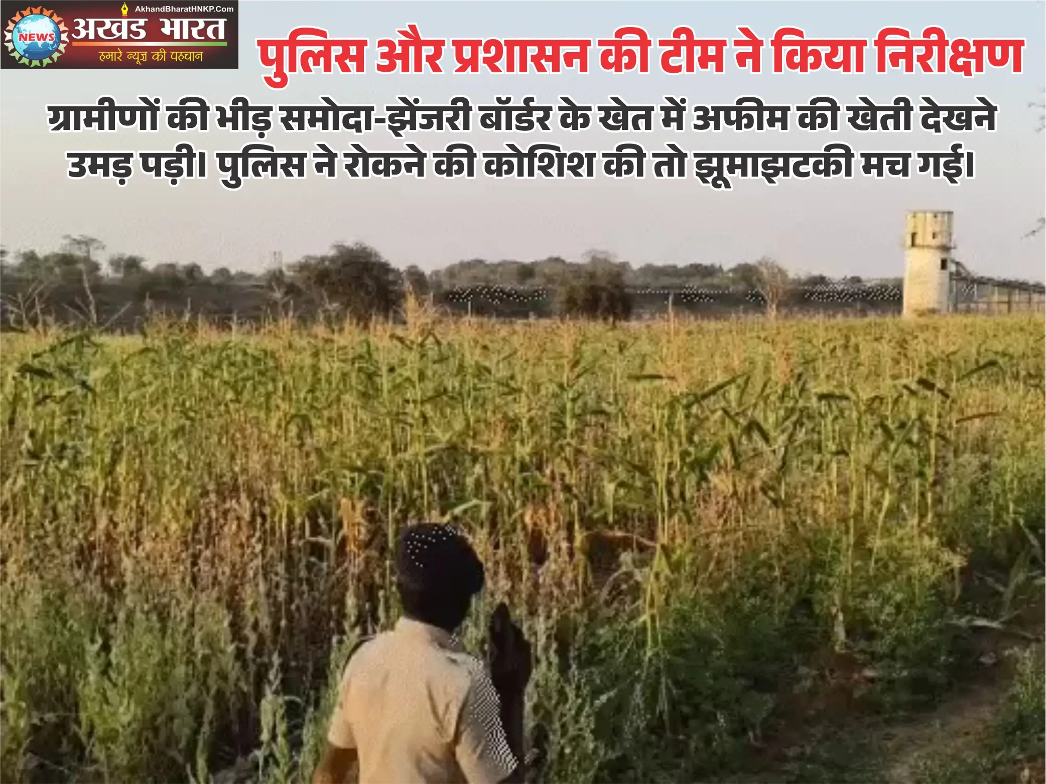 मक्के की फसल