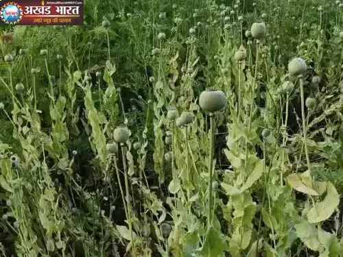 मक्के की फसल