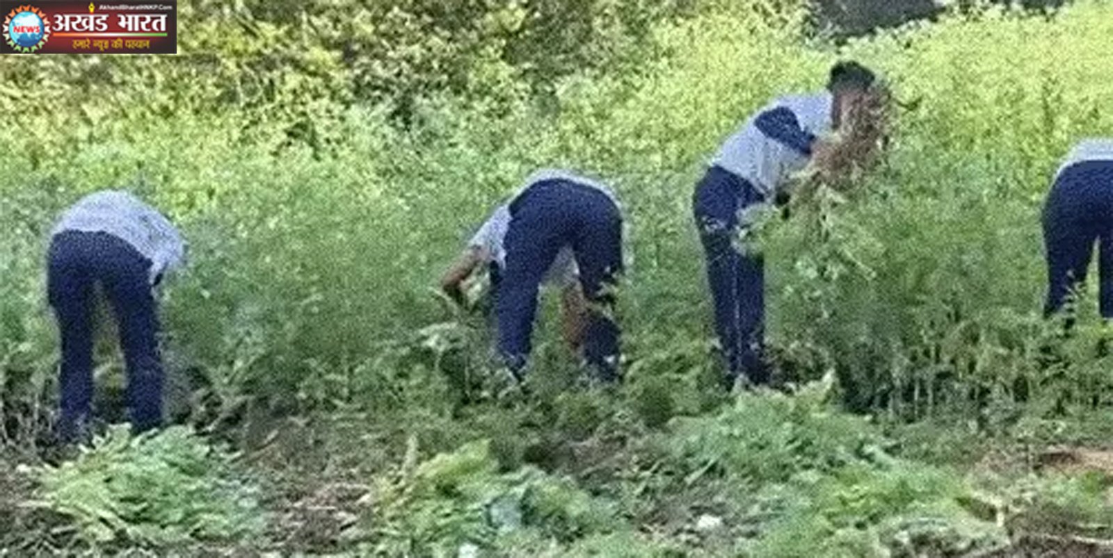 अफीम की खेती