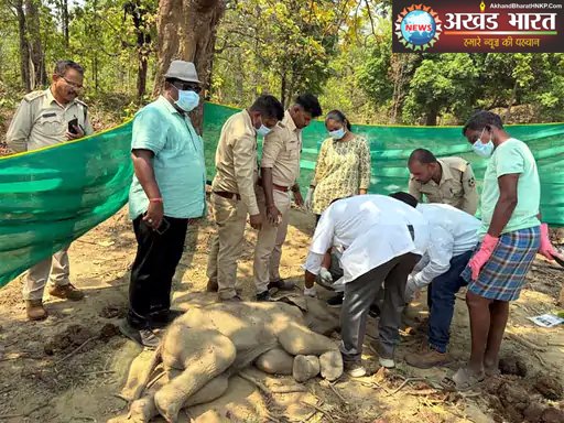 बेबी एलिफेंट