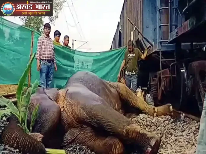 हाथी