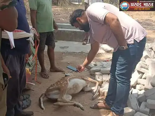 कोरबा वन मंडल