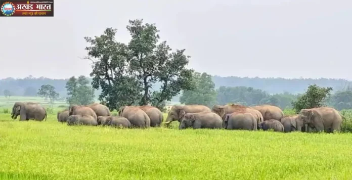 हाथी प्रभावित
