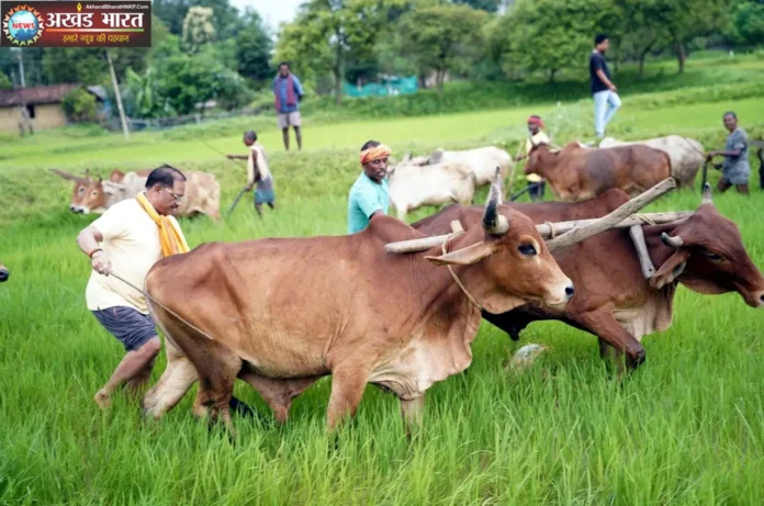 मुख्यमंत्री विष्णुदेव साय