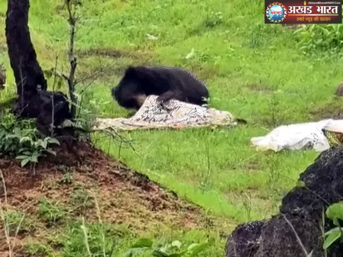 Death of a female bear