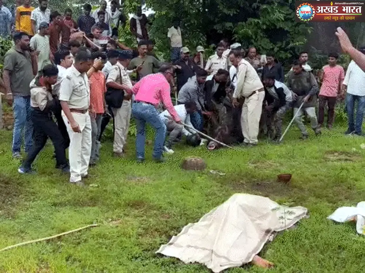 मादा भालू