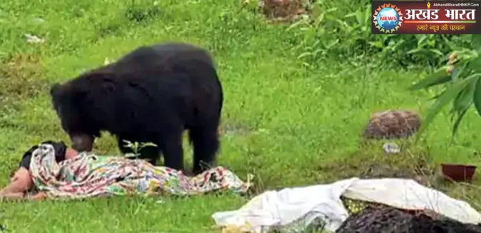 The female bear kept tearing at the bodies मादा भालू