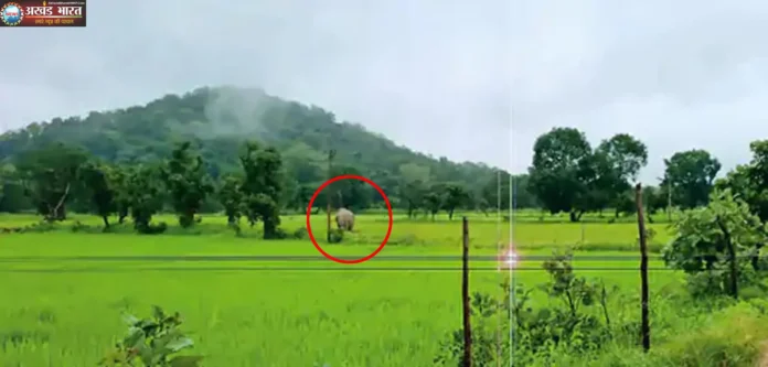 48 elephants reach Pasan कटघोरा वन मंडल