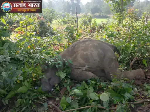 हाथी शावक