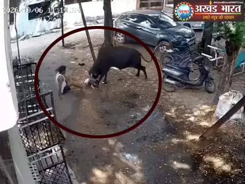 आक्रामक सांड